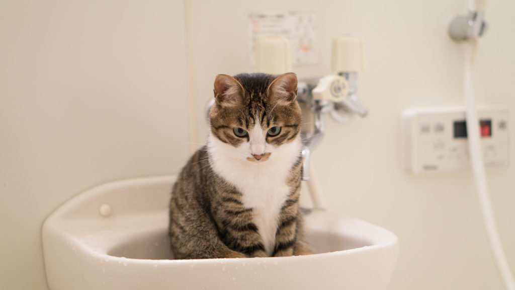 風呂に入る猫