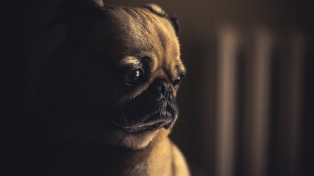 悲しい表情の犬
